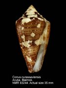 Conus curassaviensis (2)